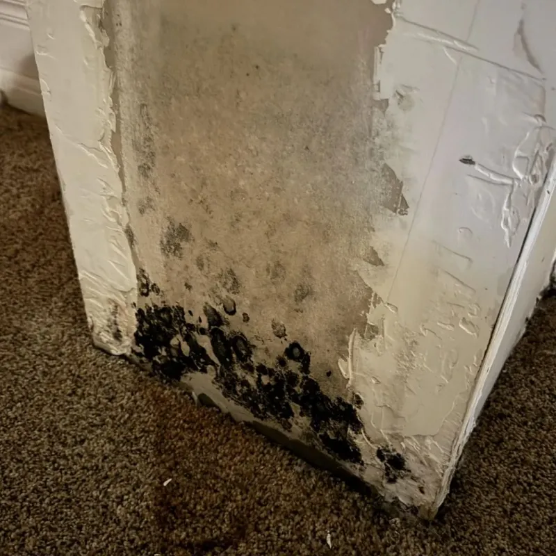 Professional Mold Removal in Nevada, TX